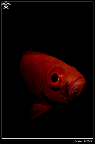 A priacanthus hamrur | bigeye