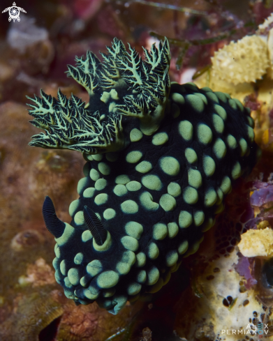 A Nudibranch