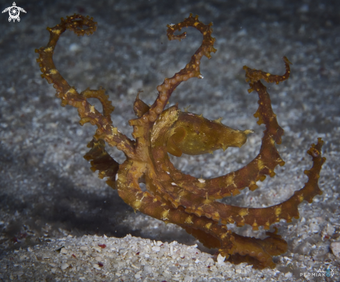 A Thaumoctopus mimicus | Mimic Octopus