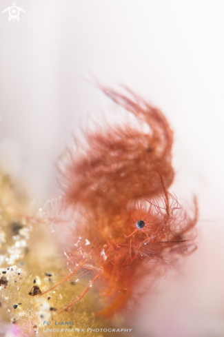 A Hairy shrimp