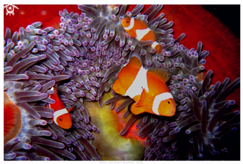 A Amphiprion percula  | clown fish
