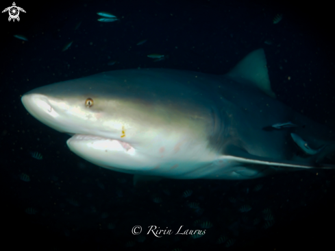 A Carcharhinus leucas | Into the Dark 