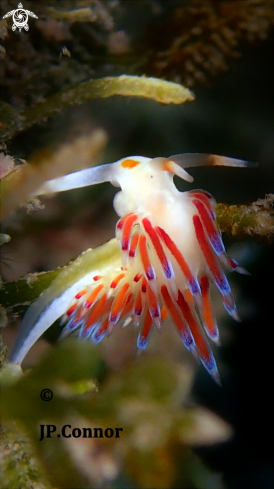 A Cratena peregrina | Limace pélerine