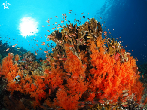 A Soft corals and Anthers