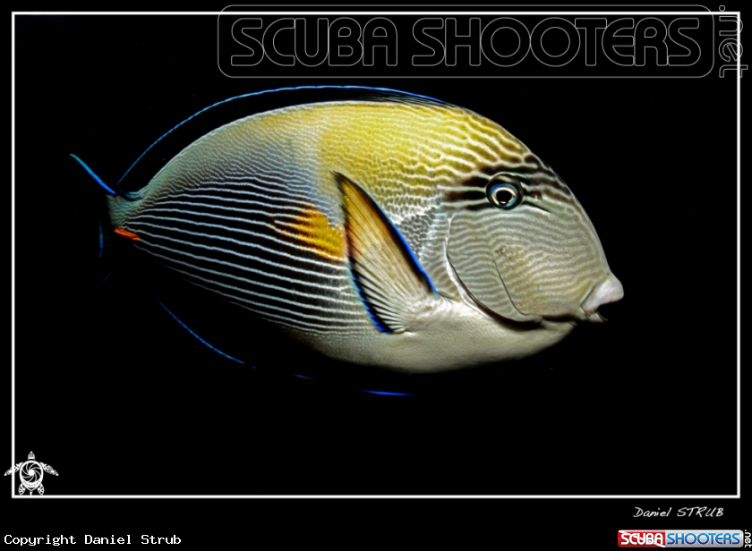 A Shoal surgeaonfish