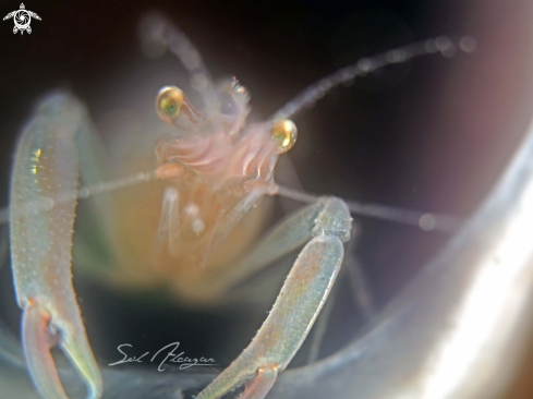 A shrimp on tunicate