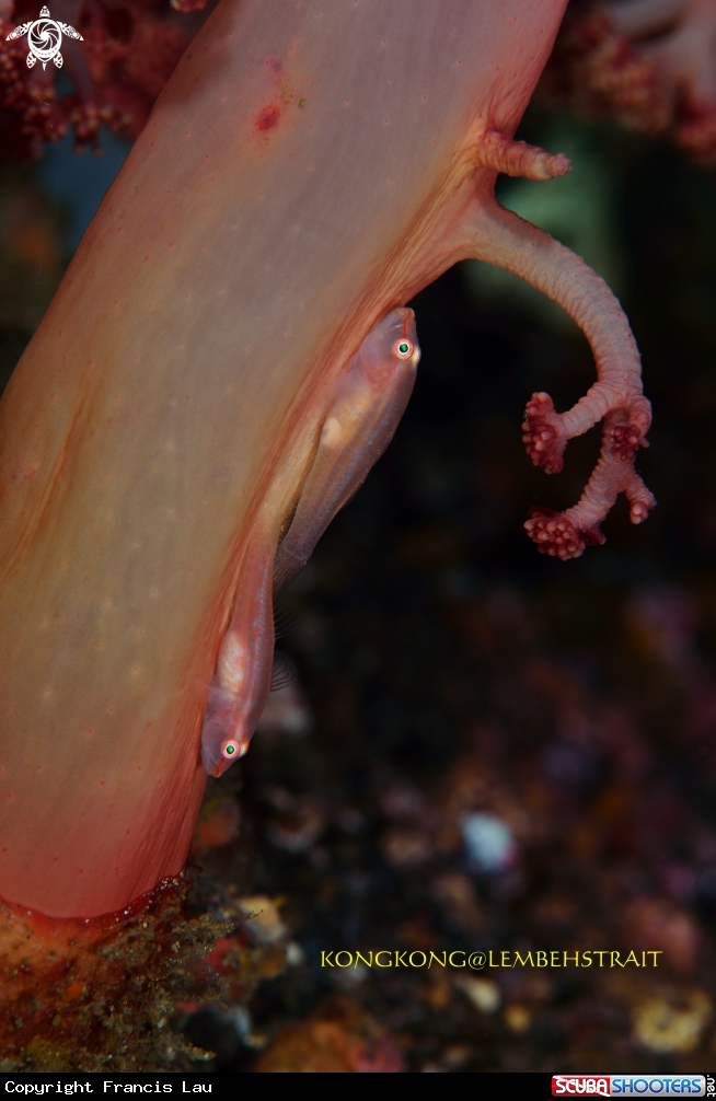 A Red Gobies