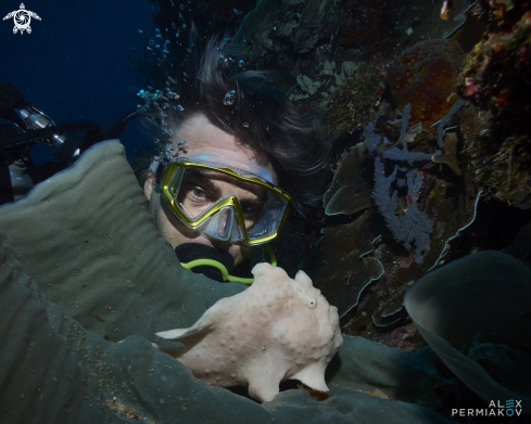 A Frogfish