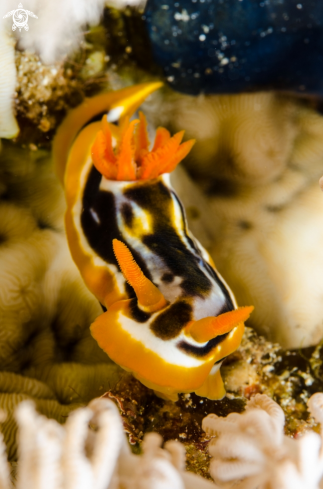 A nudibranco