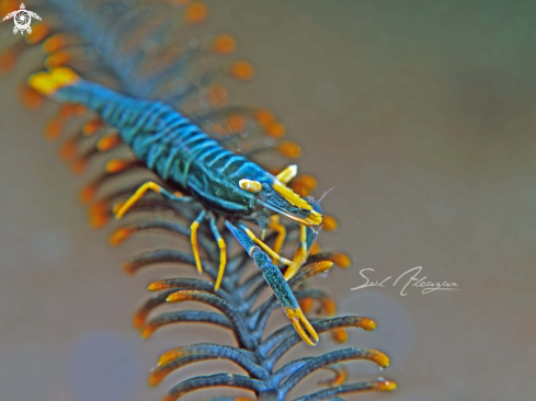 A crinoid shrimp