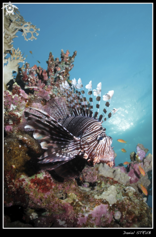 A Lion fish