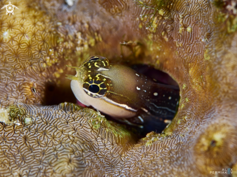 A Blenny