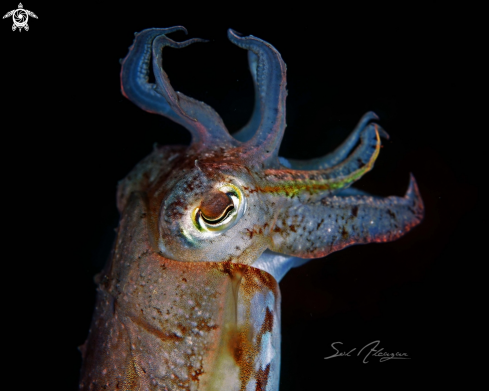 A cuttlefish