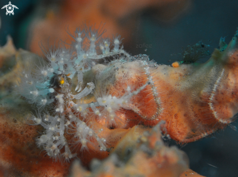 A Decorator Crab