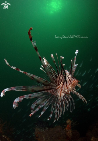 A Lionfish