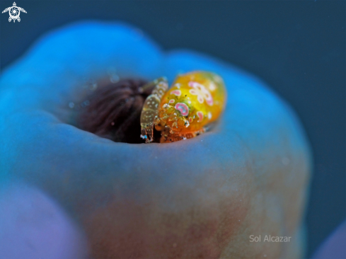 A tunicate shrimp 