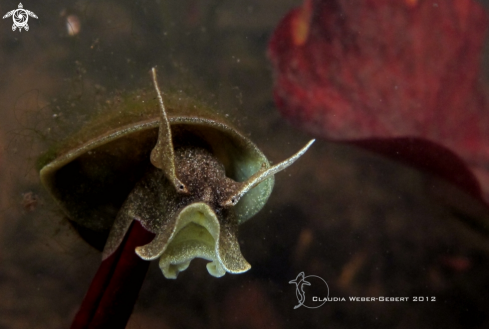 A freshwater snail