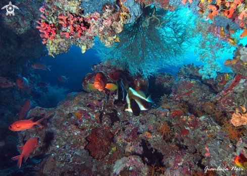 A Grouper, bannerfish, soldierfish