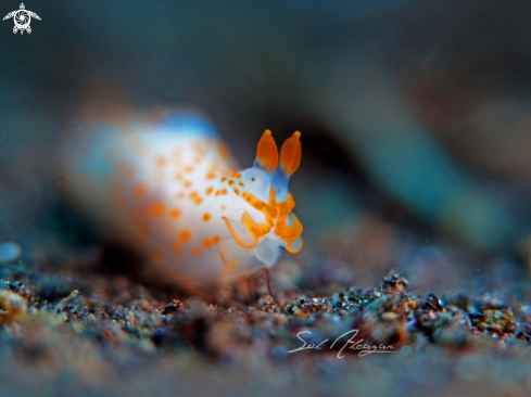 A  Gymnodoris sp. | nudibranch