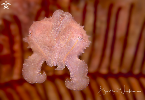 A Juvenile Cuttlefish