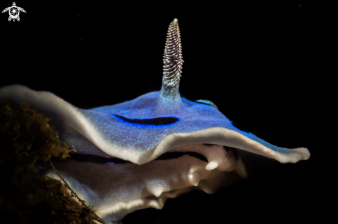 A Nudibranch