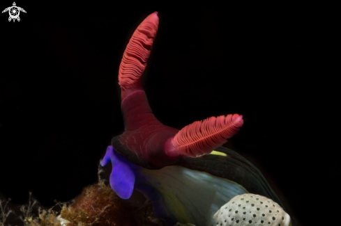 A Nudibranch