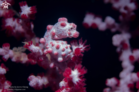 A Pygmy seahorse