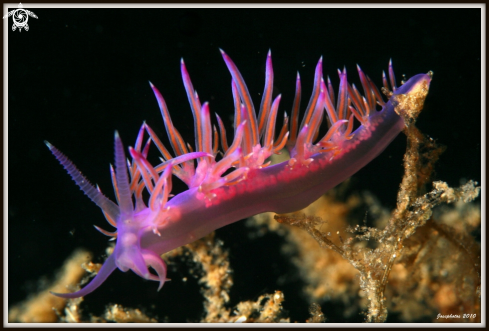 A Flabellina affinis | 
