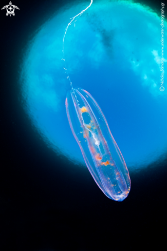 A Singular ctenophore