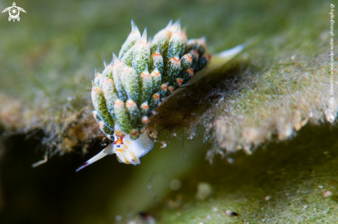 A Nudibranch