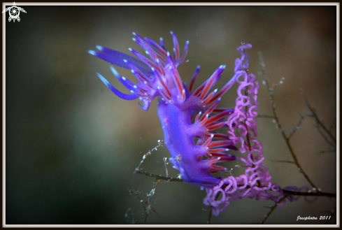 A Flabellina pedata | 