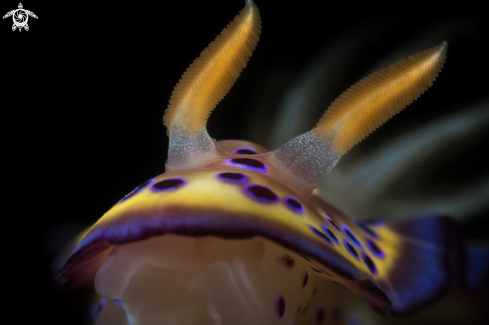 A Nudibranch