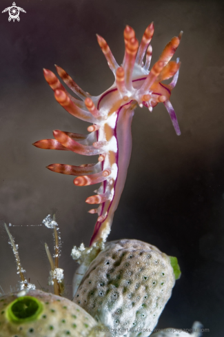 A Flabellina bilas | Flabelina