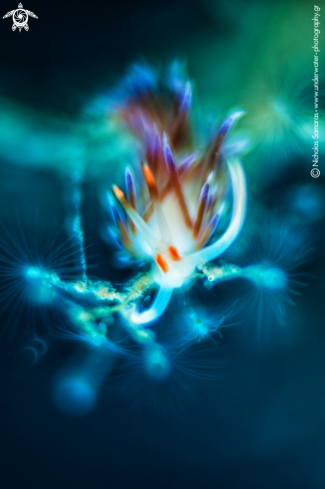 A Cratena peregrina | Nudibranch 