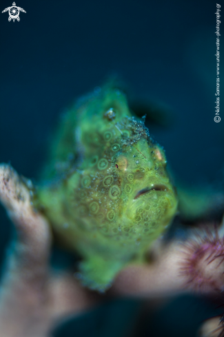 A Frogfish