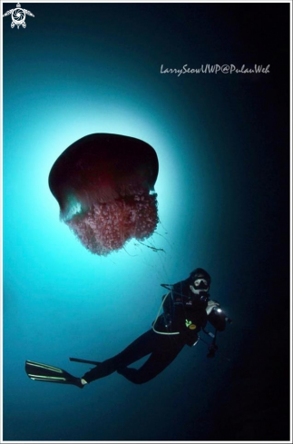 A Pulau Weh Jellyfish