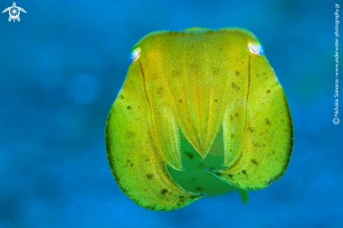 A Cuttlefish