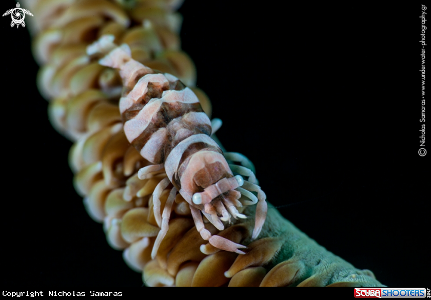 A Whip Coral Shrimp