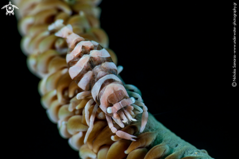 A Whip Coral Shrimp