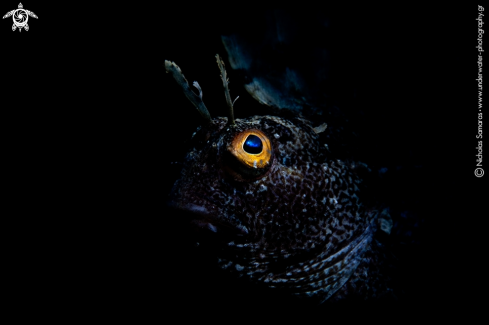 A Peacock Blenny | Mediterranean Peacock Blenny