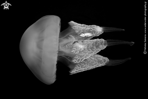 A Rhizostoma pulmo | Jellyfish