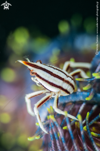 A Crinoid crab