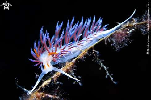 A Cratena peregrina | Nudibranch