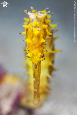 A Spiny seahorse