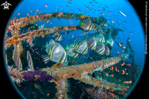 A Orbicular batfish