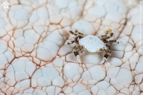 A Crab on Sea star