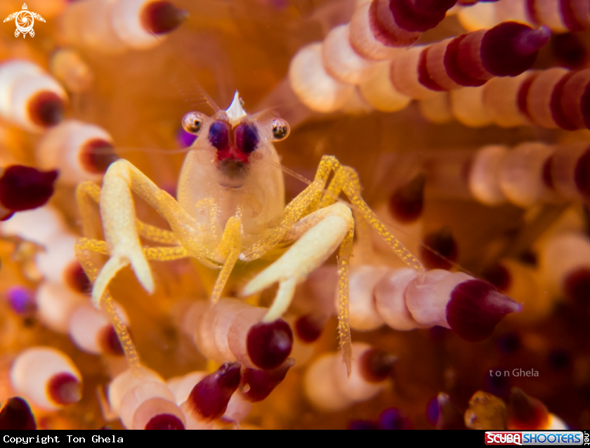 A Brook's urchin shrimp