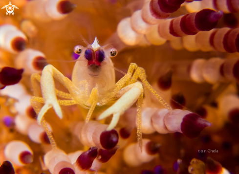 A Brook's urchin shrimp