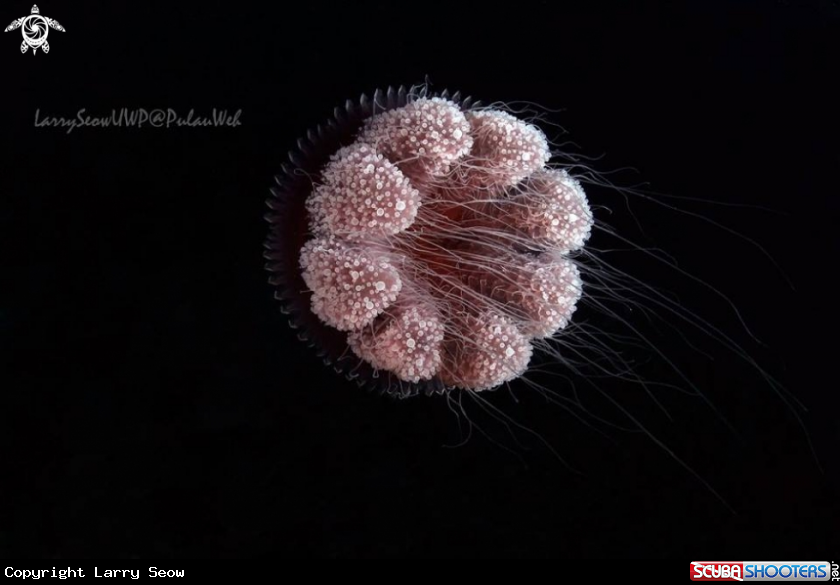 A Jellyfish