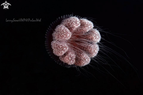 A Jellyfish